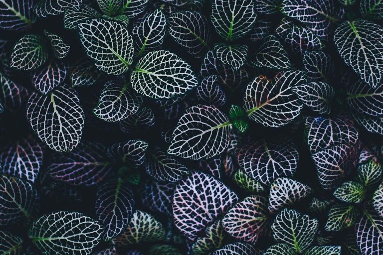 作为特色图片使用